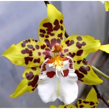 Day 50 Adet Karışık Balerin Orkide Çiçek Tohumu + 10 Adet Hediye  Hollanda Gül Tohumu