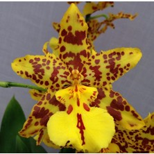 Day 25 Adet Karışık Balerin Orkide Çiçek Tohumu + 10 Adet Hediye  Hollanda Gül Tohumu