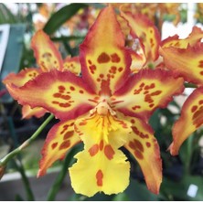 Day 25 Adet Karışık Balerin Orkide Çiçek Tohumu + 10 Adet Hediye  Hollanda Gül Tohumu