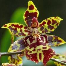 Day 10 Adet Karışık Balerin Orkide Çiçek Tohumu + 10 Adet Hediye  Hollanda Gül Tohumu