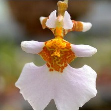 Day 100 Adet Karışık Balerin Orkide Çiçek Tohumu + 10 Adet Hediye  Hollanda Gül Tohumu