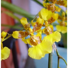 Day 25 Adet Karışık Balerin Orkide Çiçek Tohumu + 10 Adet Hediye  Hollanda Gül Tohumu