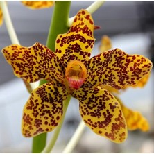 Day 10 Adet Karışık Balerin Orkide Çiçek Tohumu + 10 Adet Hediye  Hollanda Gül Tohumu