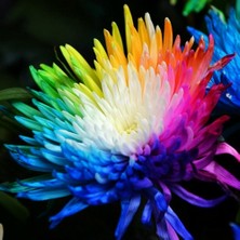 Day 10 Adet Karışık Himalaya Orkide Çiçek Tohumu + 10 Adet Hediye  Hollanda Gül Tohumu