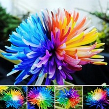 Day 100 Adet Karışık Himalaya Orkide Çiçek Tohumu + 10 Adet Hediye  Hollanda Gül Tohumu