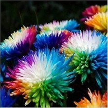 Day 25 Adet Karışık Himalaya Orkide Çiçek Tohumu + 10 Adet Hediye  Hollanda Gül Tohumu