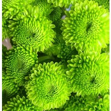 Day 100 Adet Karışık Himalaya Orkide Çiçek Tohumu + 10 Adet Hediye  Hollanda Gül Tohumu