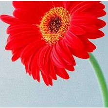 Day 100 Adet Karışık Himalaya Orkide Çiçek Tohumu + 10 Adet Hediye  Hollanda Gül Tohumu