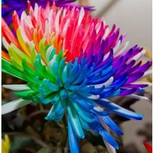 Day 50 Adet Karışık Himalaya Orkide Çiçek Tohumu + 10 Adet Hediye  Hollanda Gül Tohumu