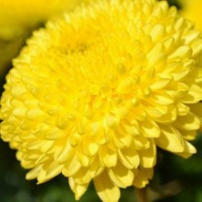 Day 25 Adet Karışık Himalaya Orkide Çiçek Tohumu + 10 Adet Hediye  Hollanda Gül Tohumu