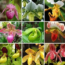 Day 50 Adet Karışık Terlik Orkide Çiçek Tohumu + 10 Adet Hediye  Hollanda Gül Tohumu