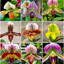 Day 100 Adet Karışık Terlik Orkide Çiçek Tohumu + 10 Adet Hediye  Hollanda Gül Tohumu