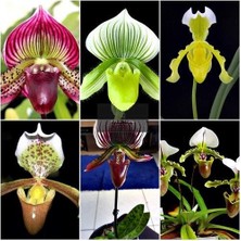 Day 100 Adet Karışık Terlik Orkide Çiçek Tohumu + 10 Adet Hediye  Hollanda Gül Tohumu