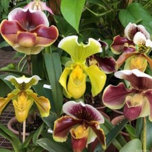 Day 25 Adet Karışık Terlik Orkide Çiçek Tohumu + 10 Adet Hediye  Hollanda Gül Tohumu