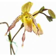 Day 25 Adet Karışık Terlik Orkide Çiçek Tohumu + 10 Adet Hediye  Hollanda Gül Tohumu