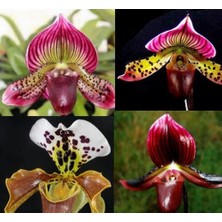 Day 50 Adet Karışık Terlik Orkide Çiçek Tohumu + 10 Adet Hediye  Hollanda Gül Tohumu