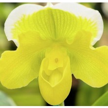 Day 100 Adet Karışık Terlik Orkide Çiçek Tohumu + 10 Adet Hediye  Hollanda Gül Tohumu