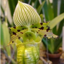 Day 10 Adet Karışık Terlik Orkide Çiçek Tohumu + 10 Adet Hediye  Hollanda Gül Tohumu