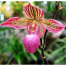 Day 100 Adet Karışık Terlik Orkide Çiçek Tohumu + 10 Adet Hediye  Hollanda Gül Tohumu