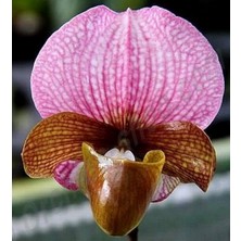 Day 100 Adet Karışık Terlik Orkide Çiçek Tohumu + 10 Adet Hediye  Hollanda Gül Tohumu