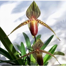 Day 10 Adet Karışık Terlik Orkide Çiçek Tohumu + 10 Adet Hollanda Gül Tohumu