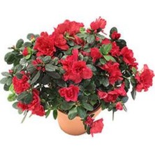 Fidancıyız Açelya Ithal Saksıda 4lü Dikim 20 25 Cm Çap Saksıda Büyük Boy