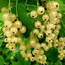 Fidancıyız Saksılı Kırmızı sarı siyah Frenk 3 Adet Fidan