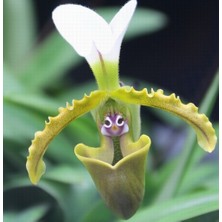 Day 50 Adet Karışık Terlik Orkide Çiçek Tohumu + 10 Adet Hediye  Hollanda Gül Tohumu