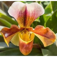 Day 50 Adet Karışık Terlik Orkide Çiçek Tohumu + 10 Adet Hediye  Hollanda Gül Tohumu