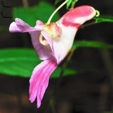 Day 50 Adet Karışık Kuş Orkide Çiçek Tohumu + 10 Adet Hediye  Hollanda Gül Tohumu