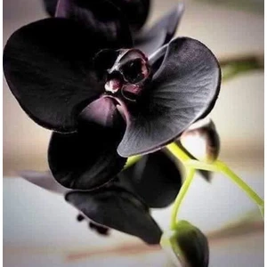 10 Adet Siyah Renk Orkide Çiçek Tohumu + 10 Adet Hediye  Hollanda Gül Tohumu