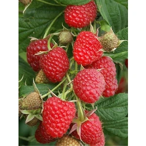 Tüplü Fidan Kırmızı Ahududu Fidanı 3 Adet