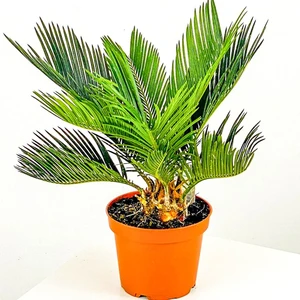 Saksıda Yalancı Sagu Palmiyesi Sikas Cycas 2 4 Yaprak