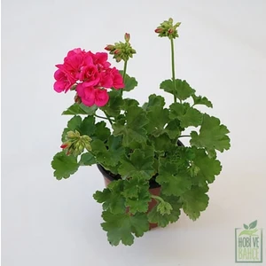 Pembe Sardunya Çiçeği