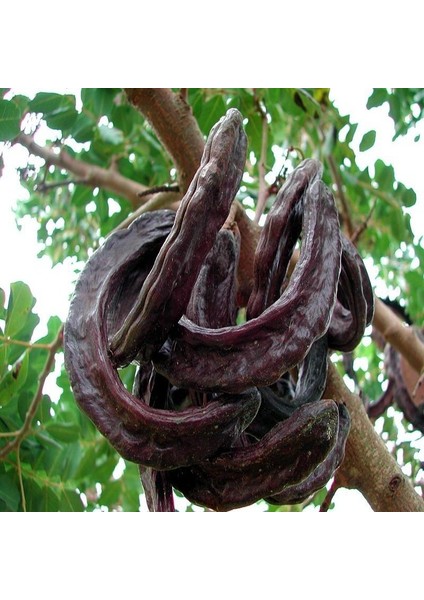 Tüplü Keçi Boynuzu(Harnup) Fidanı (80-120 Cm)