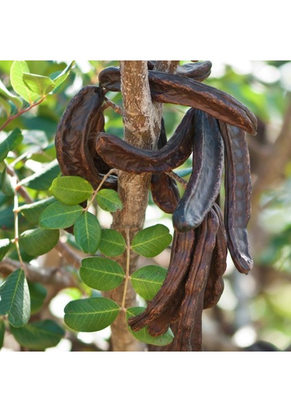 Tüplü Keçi Boynuzu(Harnup) Fidanı (80-120 Cm) indirimleri