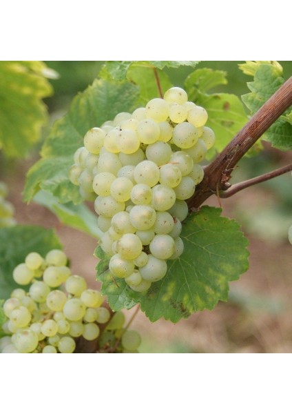 Tüplü Sauvignon Blanc Üzüm Fidanı