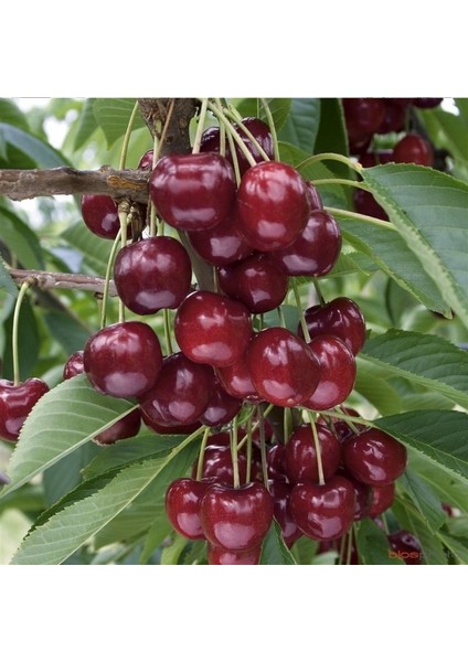 Tüplü Yarı Bodur Bigarreau Gaucher Kiraz Fidanı modelleri