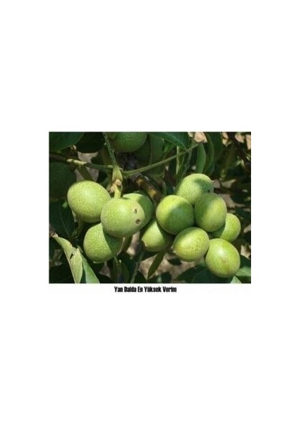 Chandler Cevi̇z Fi̇dani ( Aşili- Tüplü) 40-60 cm