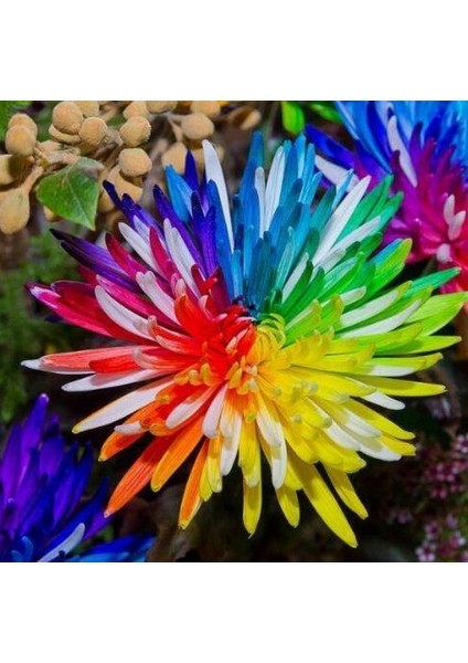 100 Adet Karışık Himalaya Orkide Çiçek Tohumu + 10 Adet Hediye Hollanda Gül Tohumu