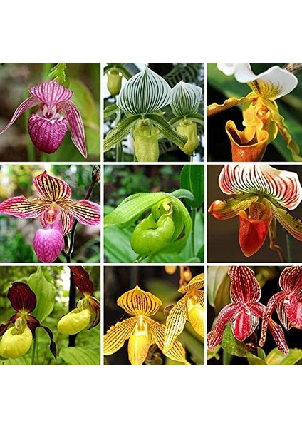 25 Adet Karışık Terlik Orkide Çiçek Tohumu + 10 Adet Hediye Hollanda Gül Tohumu