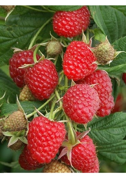 Tüplü Fidan Kırmızı Ahududu Fidanı 3 Adet