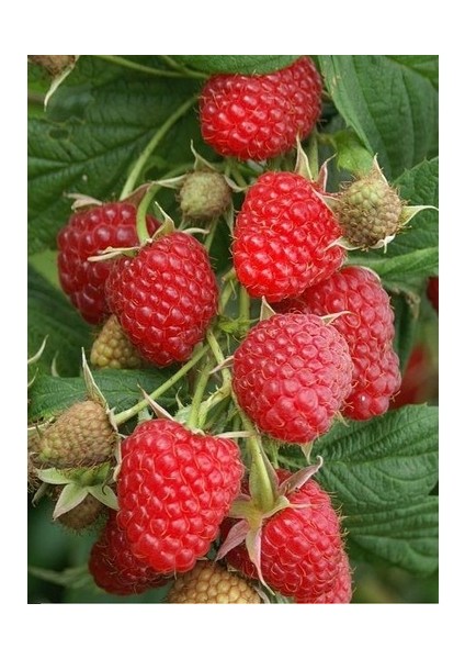 Tüplü Fidan Kırmızı Ahududu Fidanı 3 Adet fiyatları