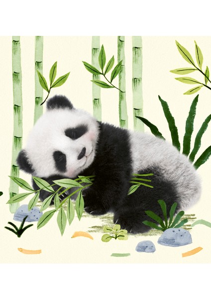Mini Hayvan Masalları 3 Kitap - Tavşan - Panda - Penguen