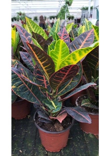 Kraton Croton Petra 20 30 cm