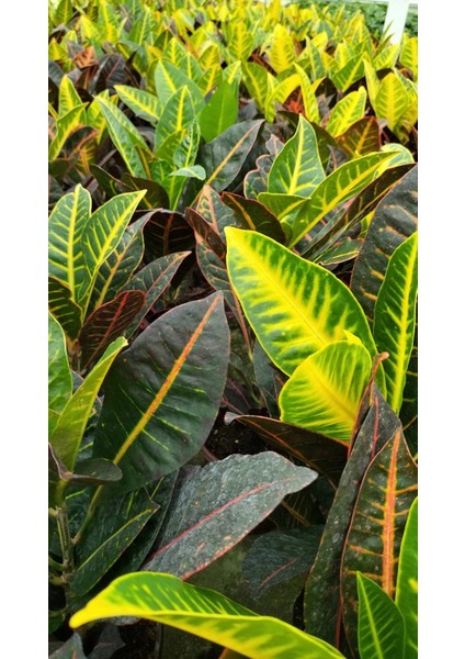 Kraton Croton Petra 20 30 cm