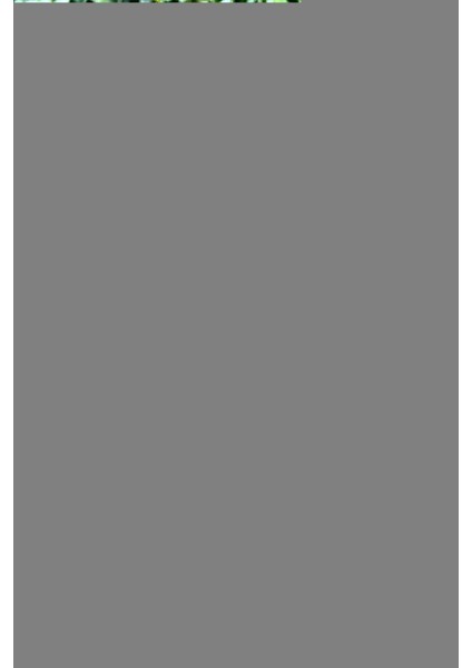 Mini Petty Siyah Unisex Fermuarlı Cüzdan fiyatları