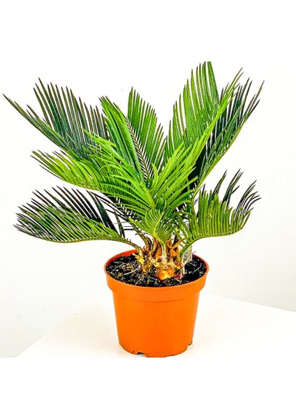 Saksıda Yalancı Sagu Palmiyesi Sikas Cycas 2 4 Yaprak