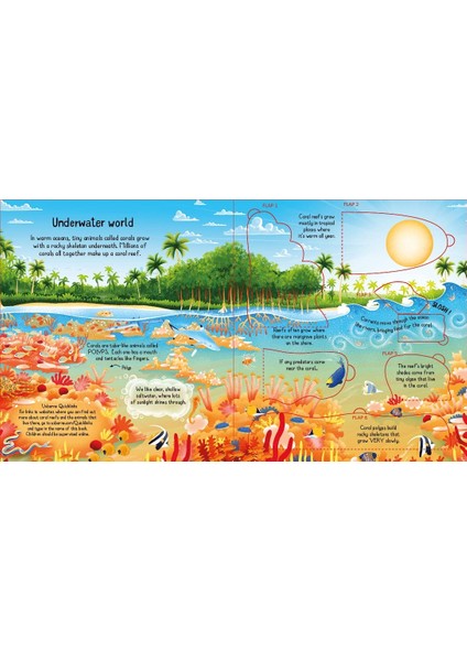 Look Inside A Coral Reef