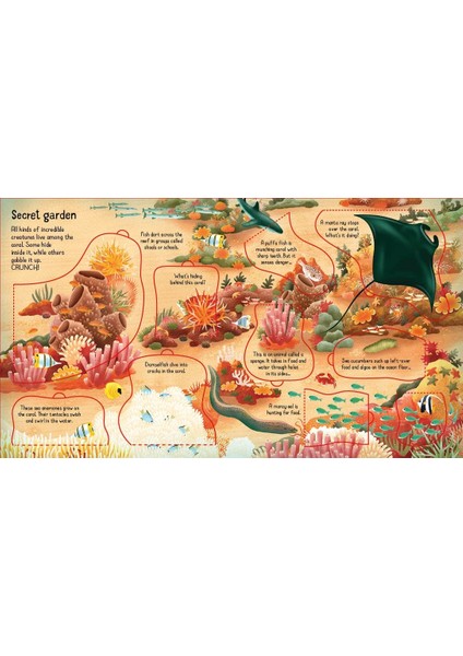 Look Inside A Coral Reef